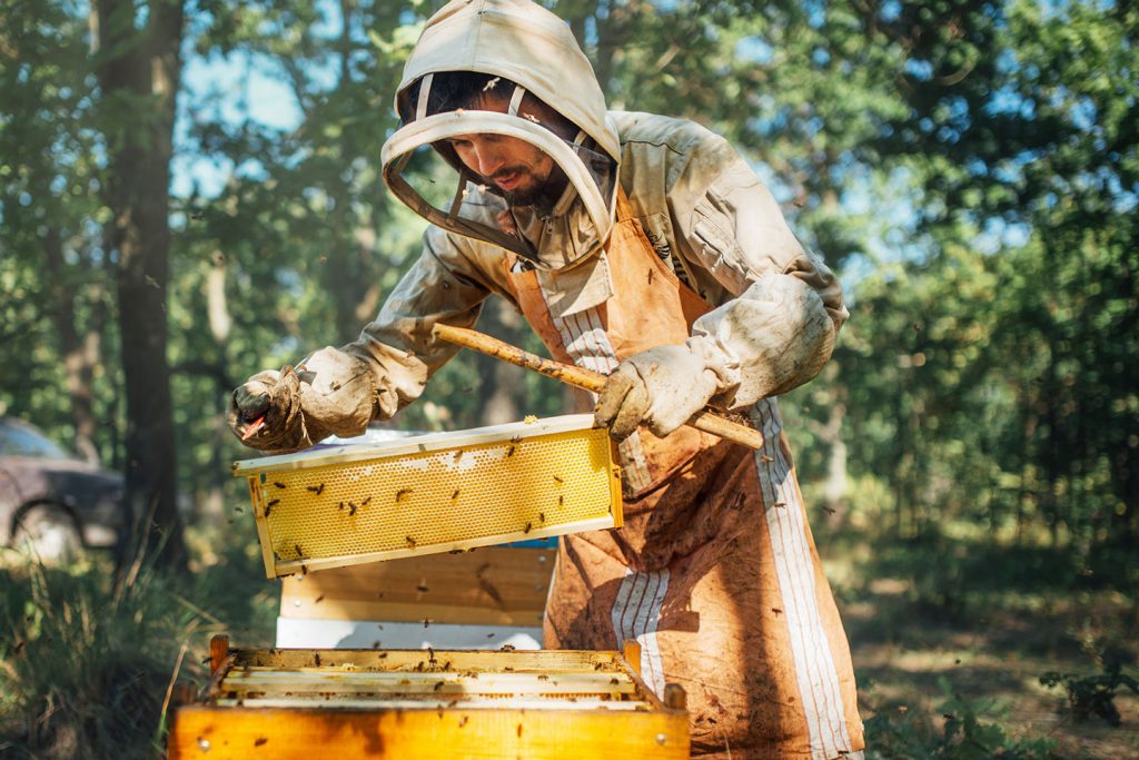 Miel et apiculteurs: une stratégie européenne de survie à long