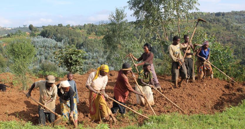 Labour pour la plantation d'arbres melifères - Kamegeli