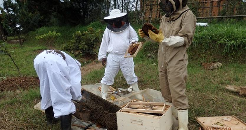 Transfert d'une colonie d'une ruche traditionnelle à une ruche à cadres