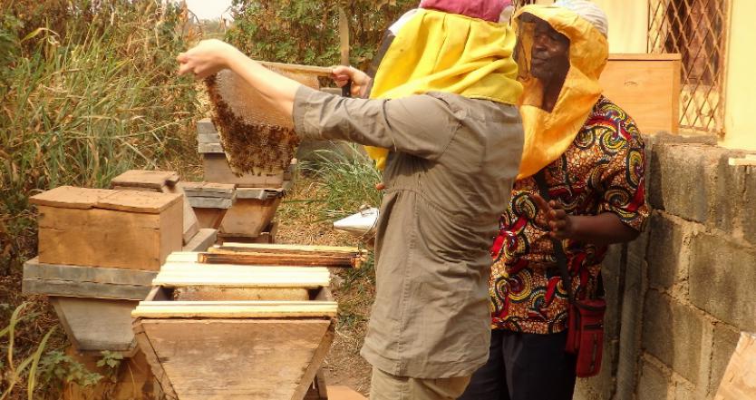 apiculture Cameroun