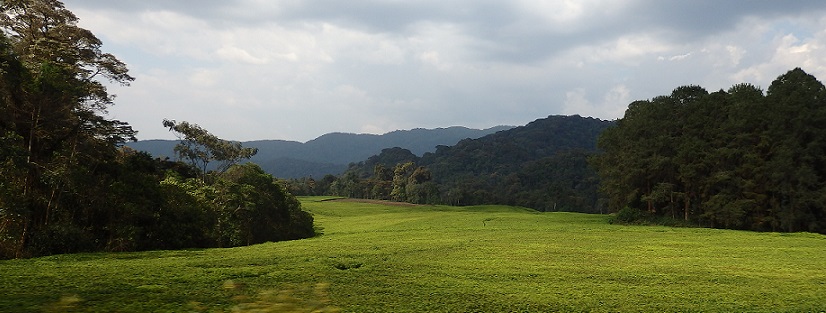 rwanda paysage nyungwe forest